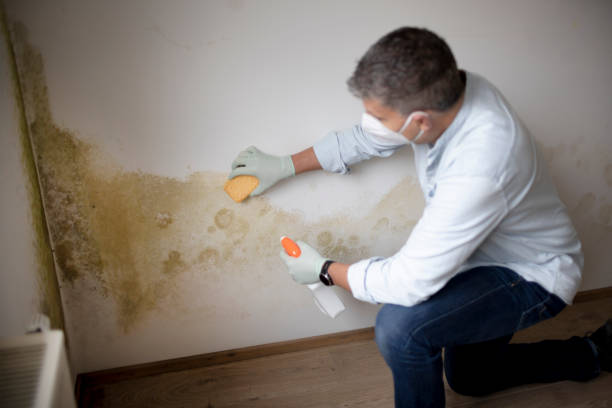 Best Mold Removal for HVAC Installations  in Las Palmas Ii, TX